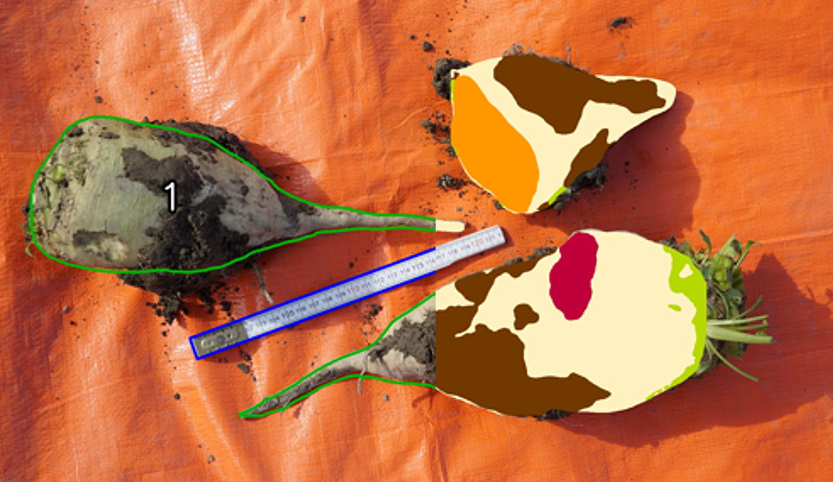 AIT_SemanticSugarBeets_PA Overview